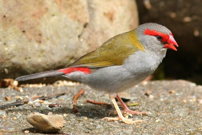 Кулик-сорока Haematopus ostralegus