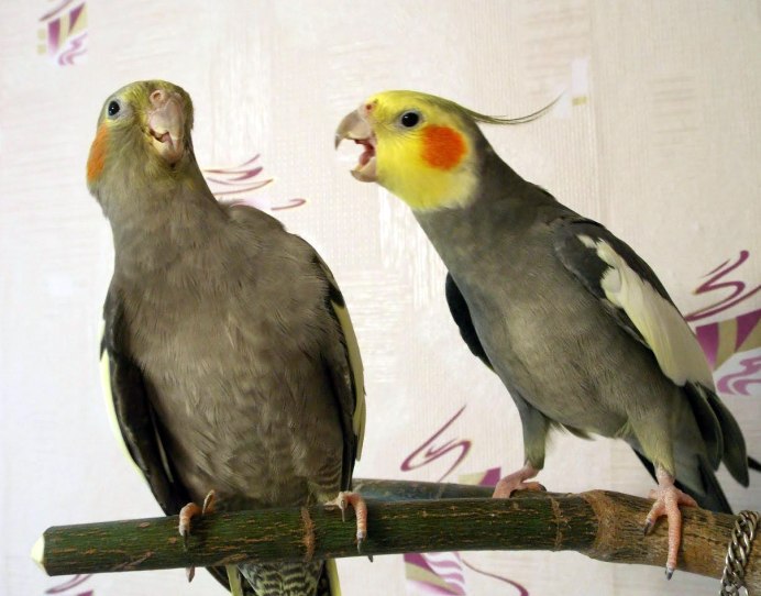 Попугай корелла самочки