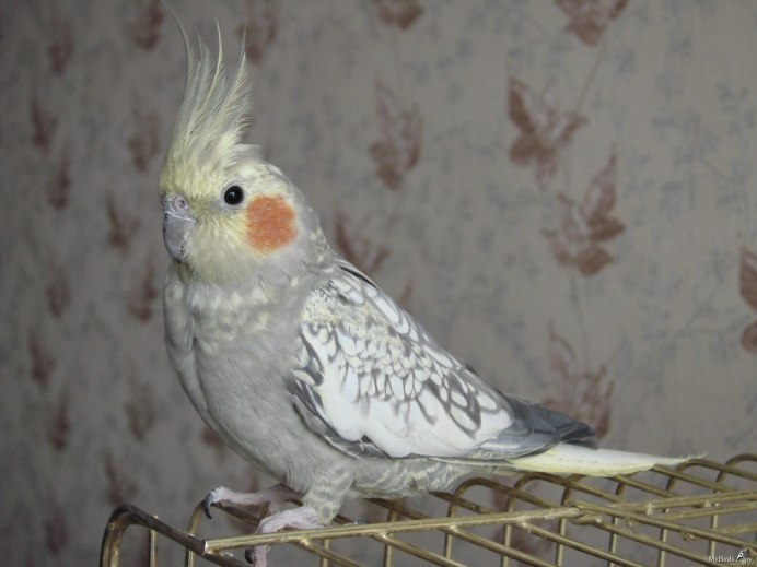 Корелла альбинос