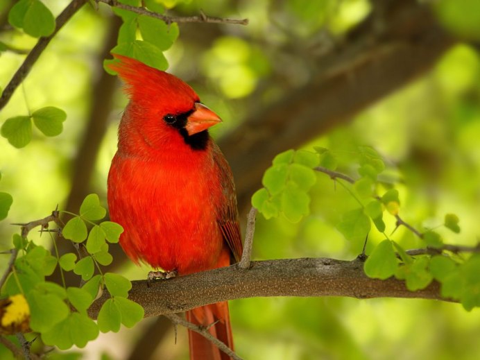 Птица с красной попой