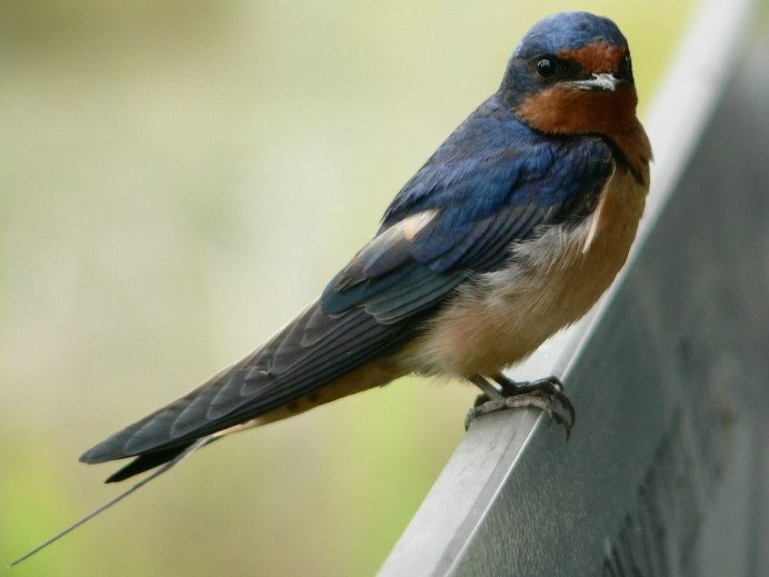Деревенская Ласточка – Hirundo Rustica
