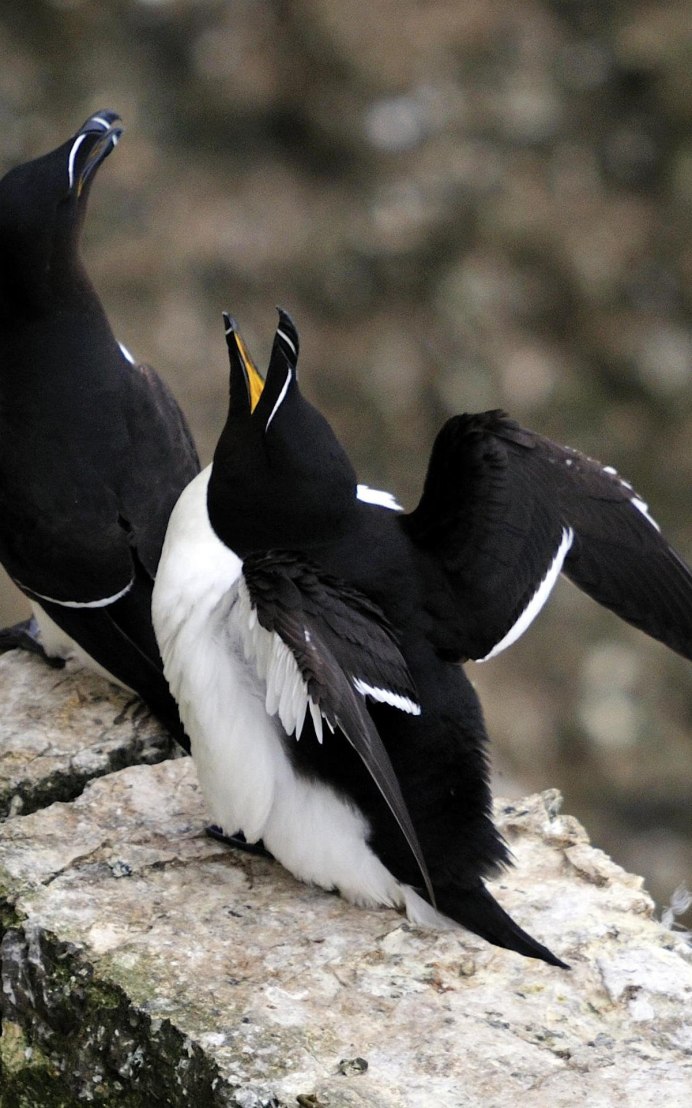 Hirundo Rustica птица