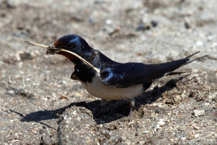 Деревенская Ласточка – Hirundo Rustica