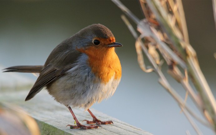Зарянка – Erithacus rubecula