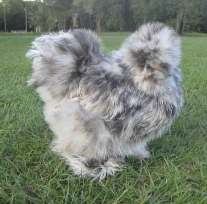 Яйценоскость китайской шелковой курицы