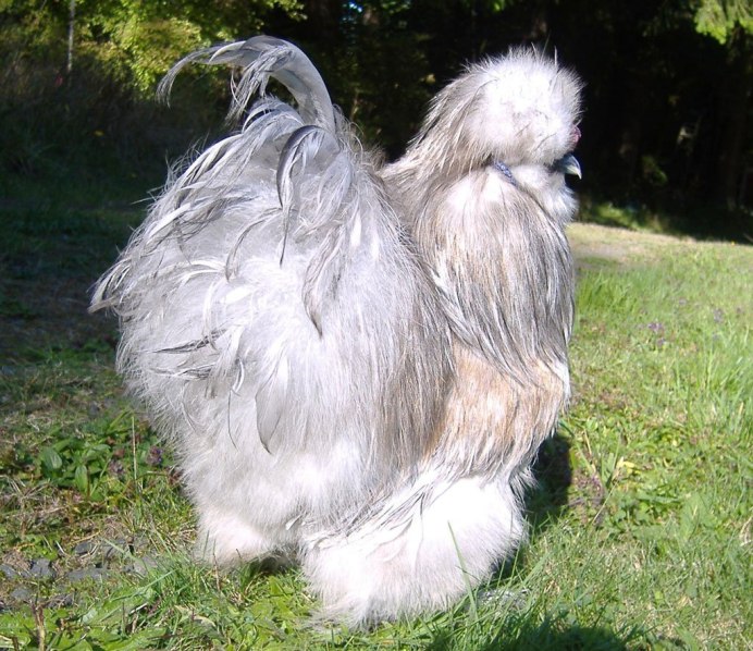 Китайские хохлатые цыплята