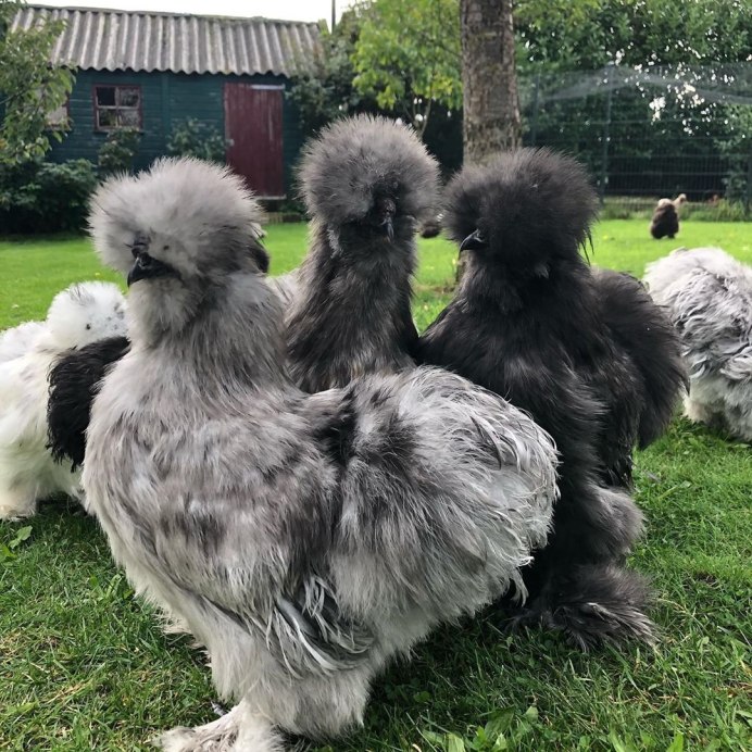 Китайская шелковая (Silkie Bantam)