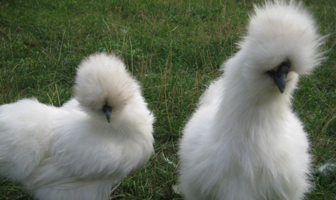 Астра Уайт куры