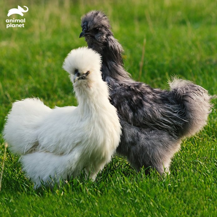 Китайская хохлатая курица
