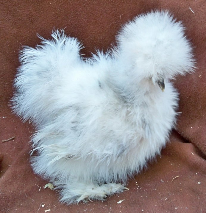 Шелковые куры Сплеш