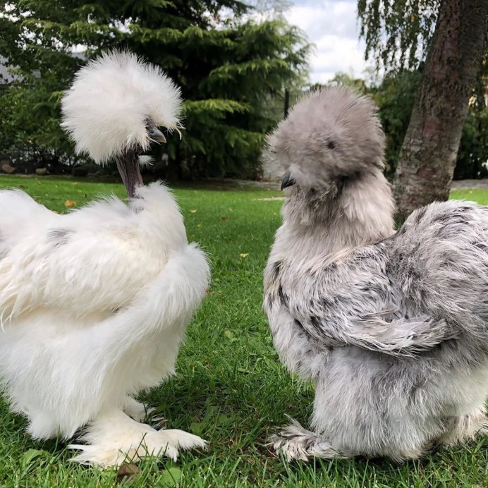 Куры с пушистыми лапами