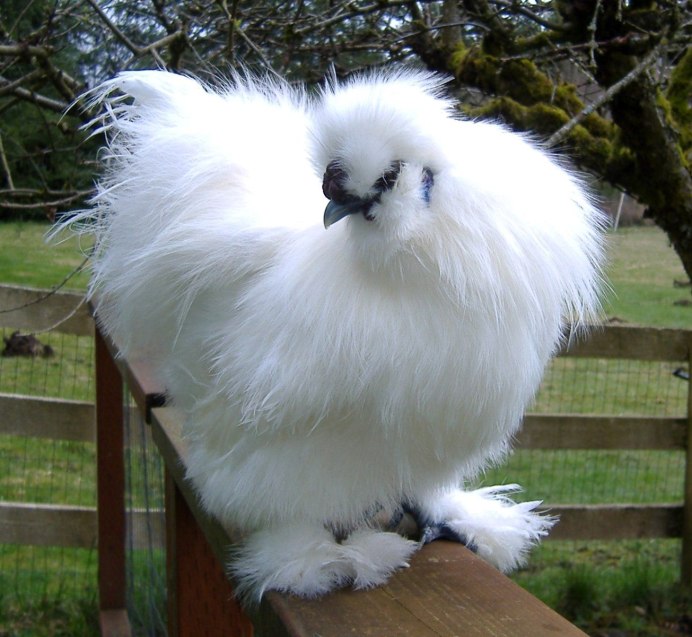 Китайская шелковая голошейка