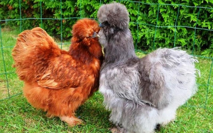 Китайская хохлатая курица