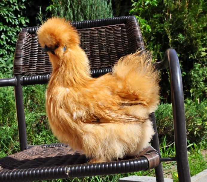 Китайские шелковые куры