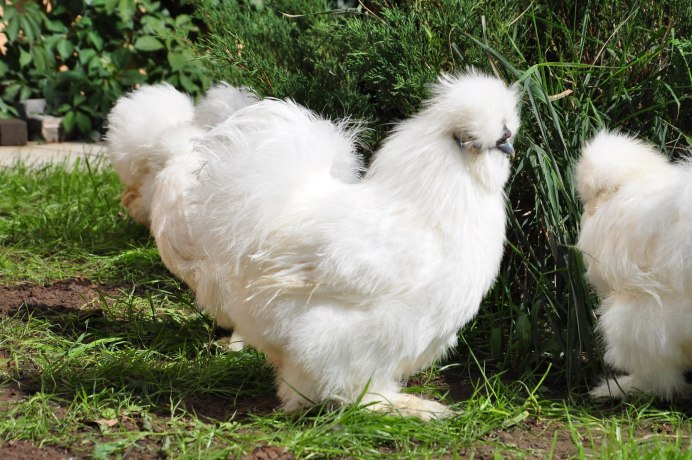 Китайская шелковая куропатчатая