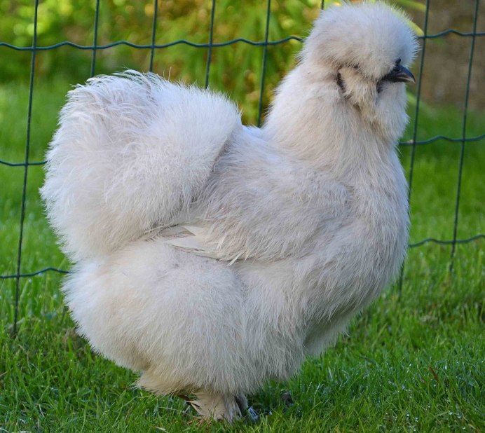 Порода кур китайская шелковая цыплята