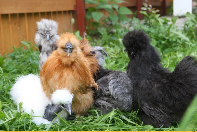 Пуховая курица