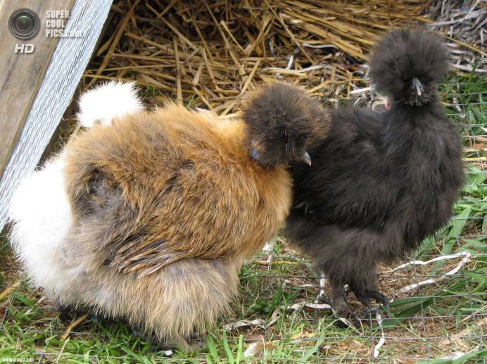 Китайские шелковые куры далматинец