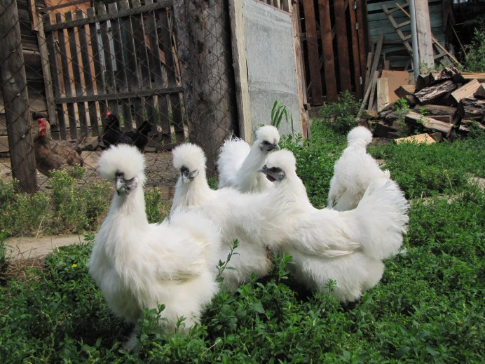 Мохнатые куры