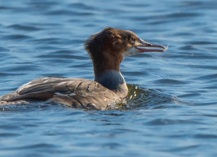 Большой крохаль Mergus Merganser