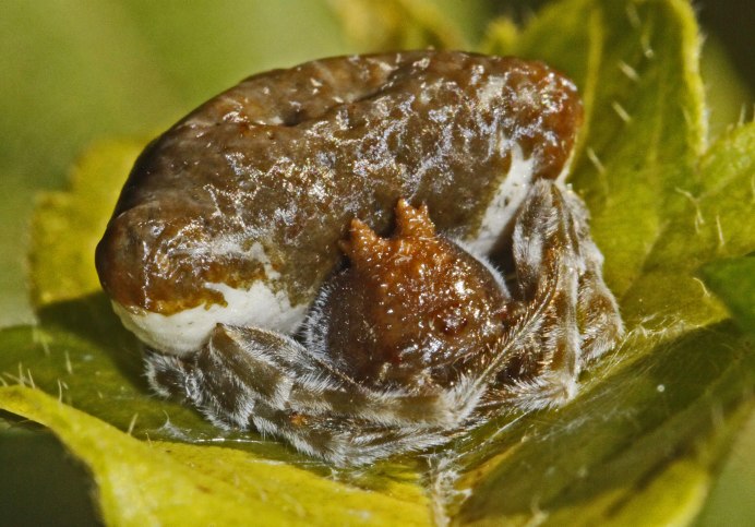 Паук Mastophora gasteracanthoides