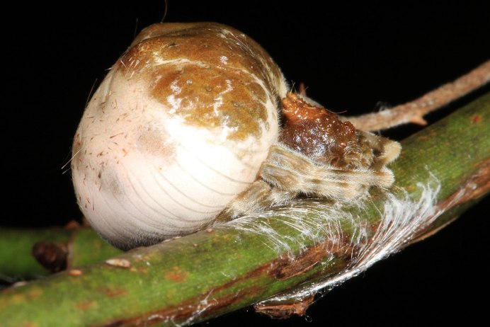 Паук Mastophora