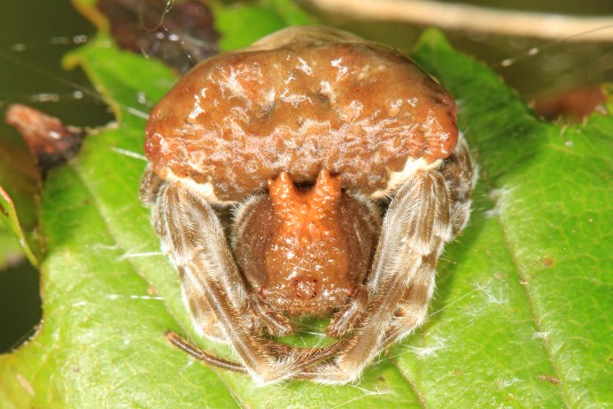 Паук Mastophora
