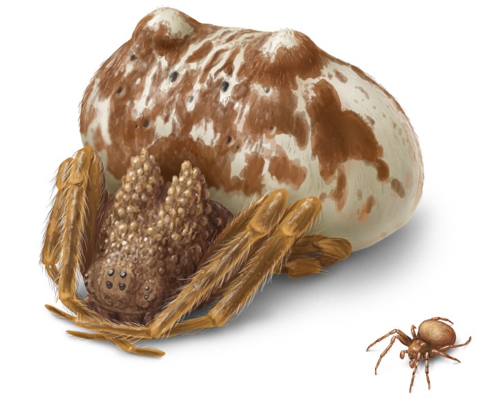 Mastophora cornigera