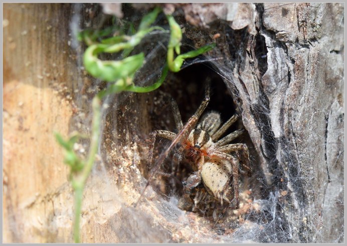 Садовый паук (Araneus diadematus