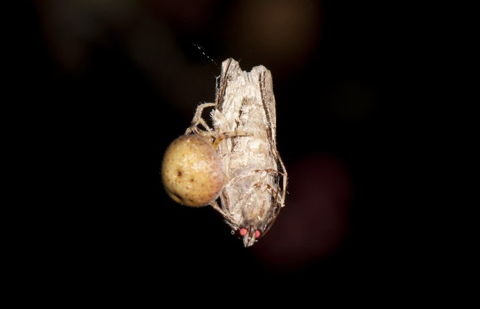 Mastophora cornigera