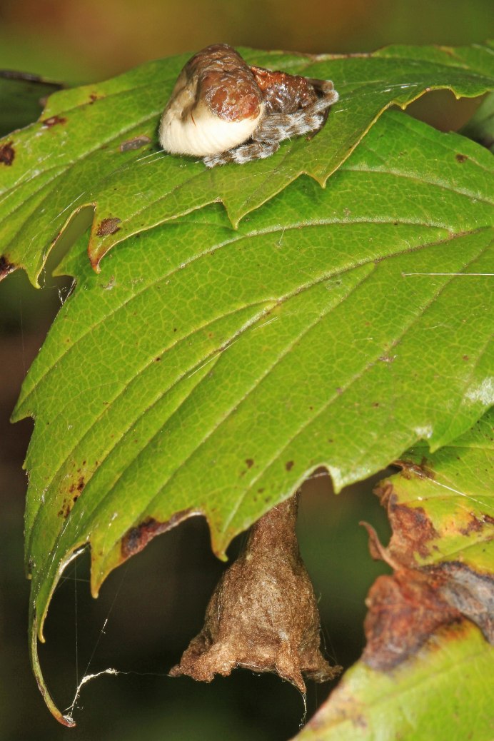 Spider Egg