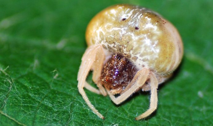 Mastophora cornigera