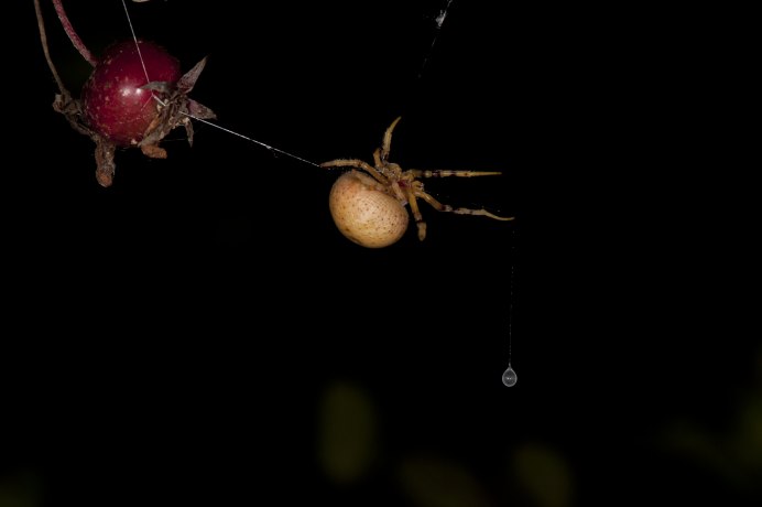 Mastophora cornigera