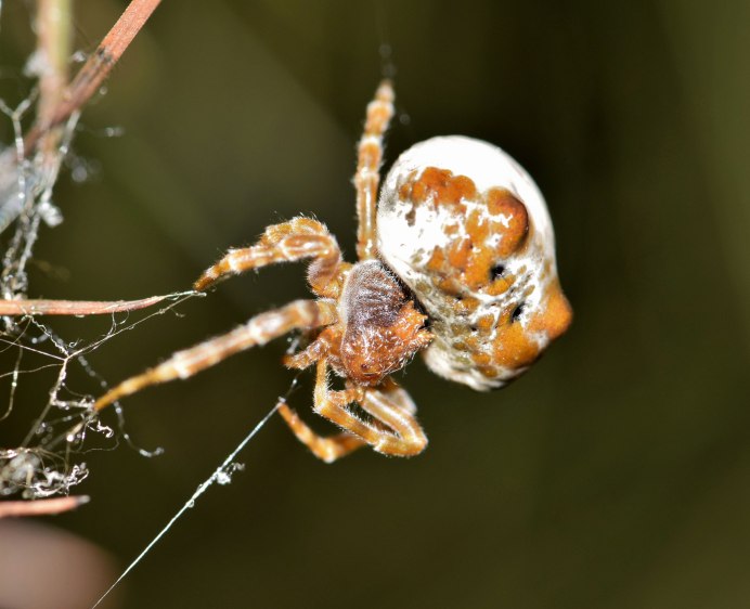 Паук Mastophora gasteracanthoides