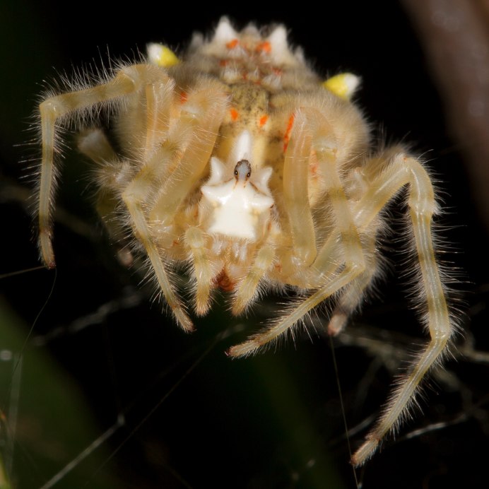 Паук Mastophora gasteracanthoides