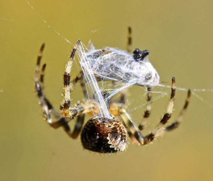 Садовый паук (Araneus diadematus