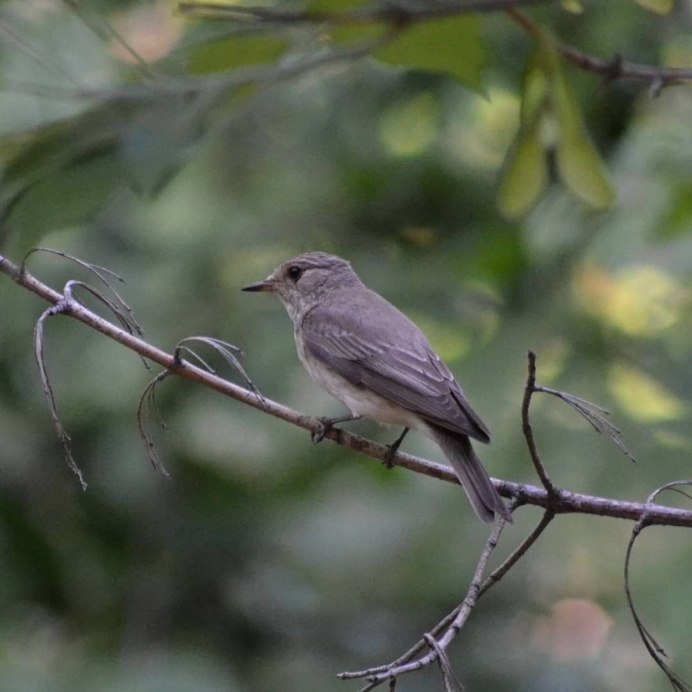Ястреб - тетеревятник (Accipiter gentilis)