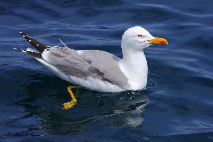 Большая морская Чайка
