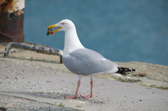 Морская Чайка Larus Marinus