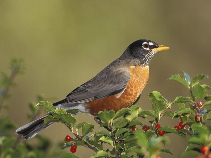 American Robin птица
