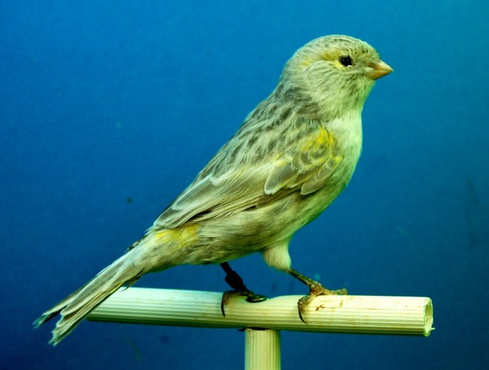 Canary - канарейка
