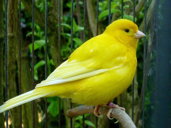 Canary - канарейка
