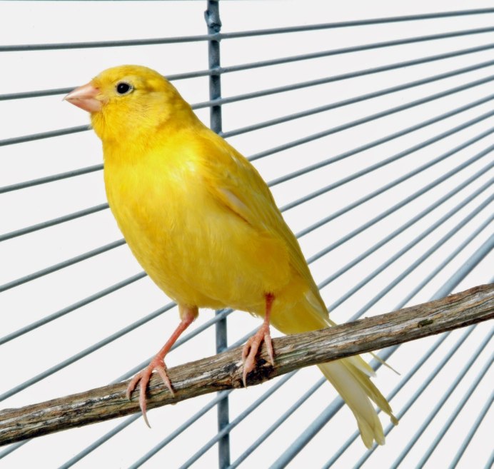 Blue Canary Дина Шор