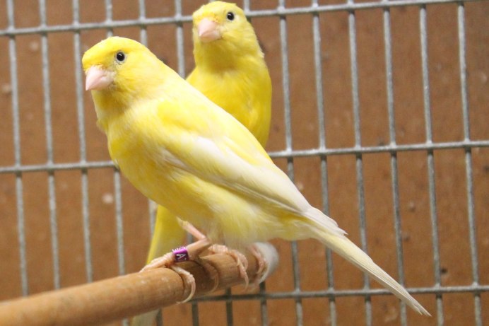 Canary - канарейка