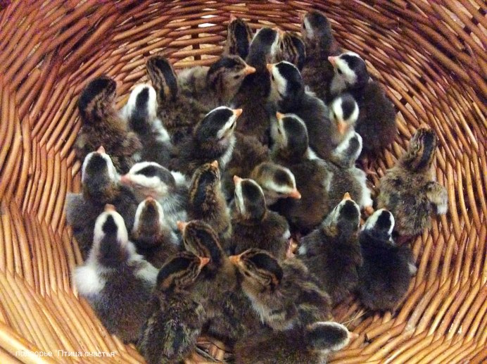 Цыплята цесарки