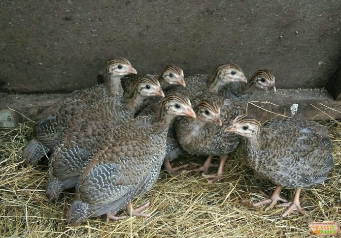 Птенцы цесарки