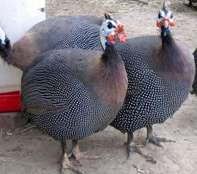 Гнезда для цесарок