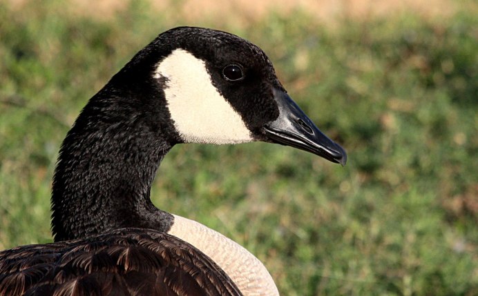 Cygnus atratus