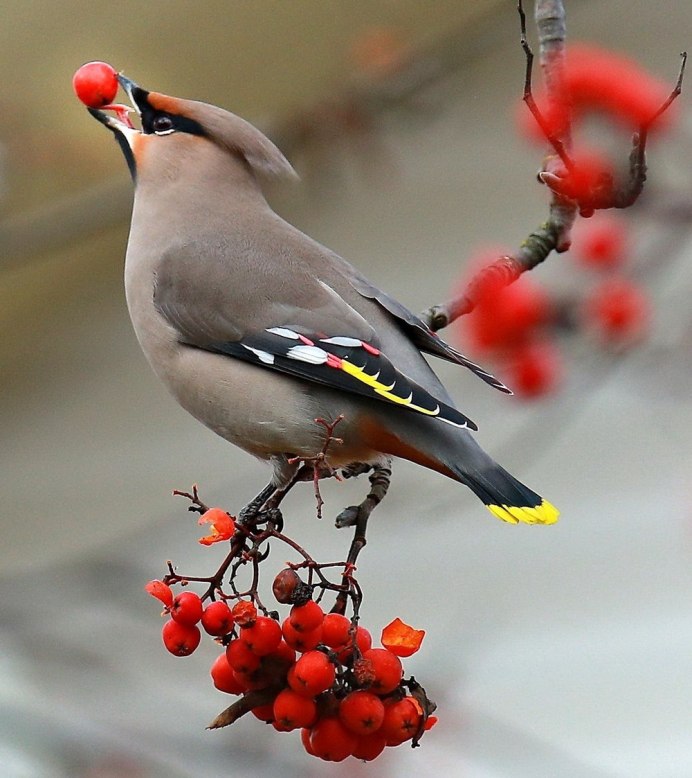 Bohemian Waxwing птица
