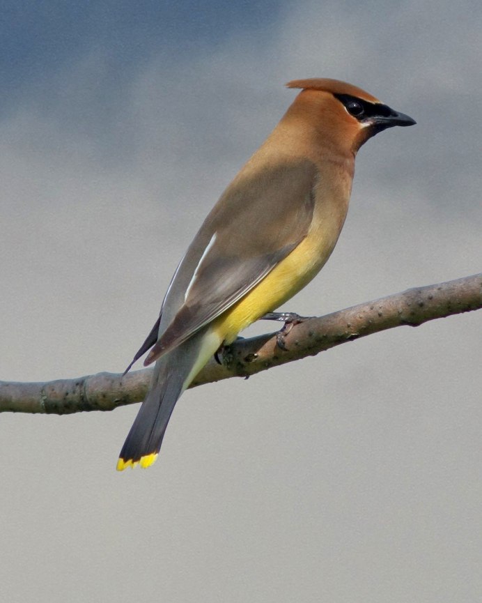 Свиристель обыкновенный (Bombycilla garrulus)